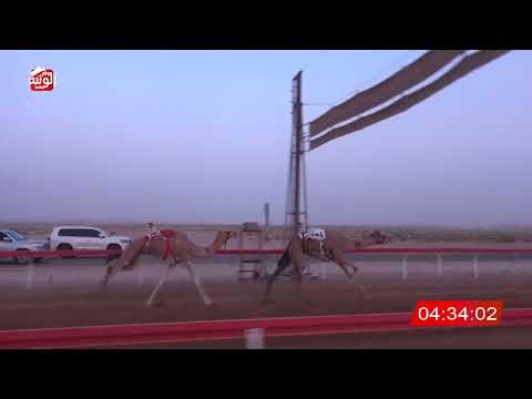  ش 3 (مطفيه) لـ احمد خلفان بن نايع النعيمي 6:30:90 ، مهرجان العين 2026/07/10 إيذاع الوقن