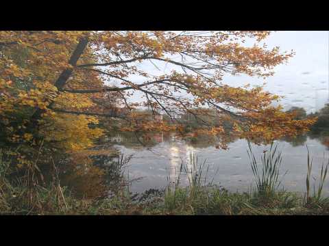 Mercy Mercy Me (The Ecology)