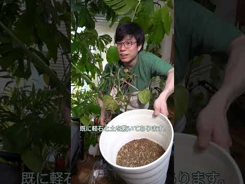 うちのモンステラ・デリシオサが泣いているのはなぜですか？これは悪い兆候ですか？  庭園