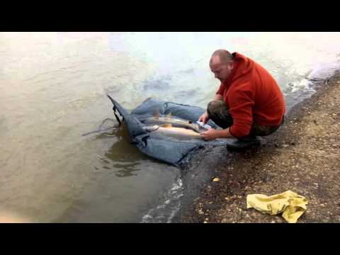 Ocsi elibereaza crapii de la Miersig video1