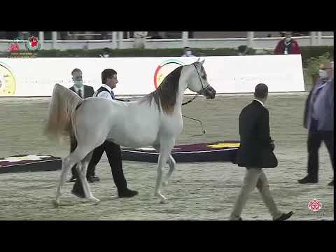 N 284 AJ SABRAN   Emirates Arabian Horse Breeders Championship 2021   Colts 2 Years Old Class 7B