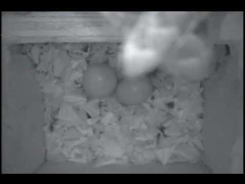 Screech Owl in Nest Box Calls to Male