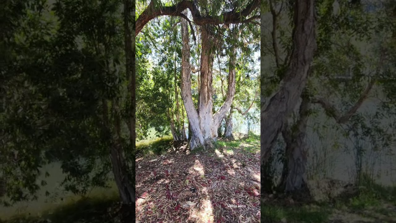 YouTube Short thumbnail