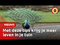 Stop nu met tuinieren: dit zijn de voordelen | Omroep Brabant