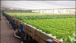 Thumbnail for video: How to , The RECIRCULATING DWC System.