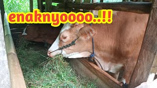 Download lagu Cows eating paddy field grass‼️ easy and abundant mp3 Download lagu Cows eating paddy field grass‼️ easy and abundant mp3
