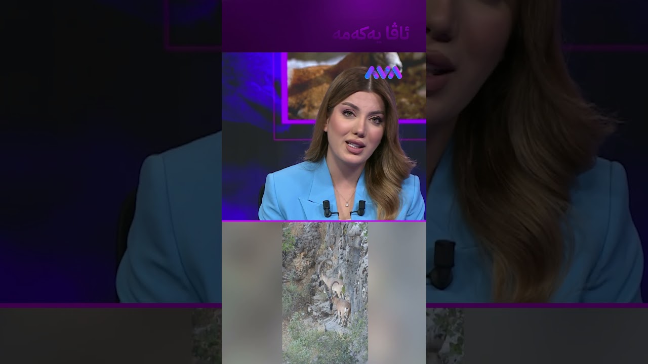 ڤیدیۆ | بزنە کێوییەکانی هەورامان جگە لە وەرزی خۆیان زاوزێ دەکەن
