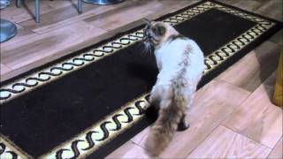 Sol, o Gato Sufocador