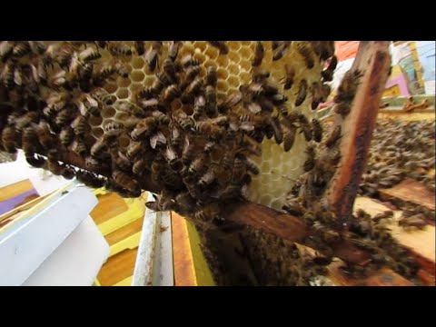 ответы на вопросы - зачем кормить пчел белковой подкормкой , если пчелы понесли пыльцу в ульи