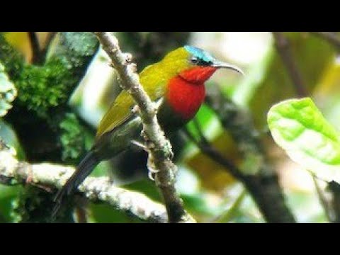 Nektárovka bieloboká (Aethopyga eximia) — správanie, biotop a hlas