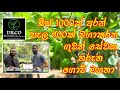බිජ 1000ක් අරන් පැල 900ක් වගා කරන ගුවන් සේව�