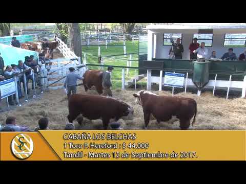 12-09-17 Venta de Toros P. Hereford - Cabaña Los Belchas - Tandil.