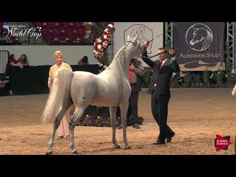 N.177 CADE G - LAS VEGAS 2019 - Arabian World Cup Senior Breeding Stallions (Class 126).mp4