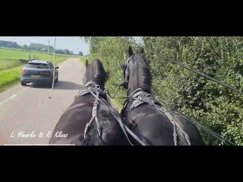 Stal Okkema's pair - Hienske & Klaas