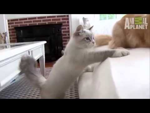 Cats 101 Siberian Animal planet