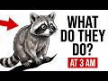 What Raccoons Do in Your Yard at Night — You've Never Seen This