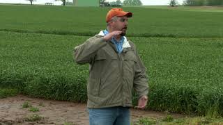 Canola weather damage and herbicide application issues