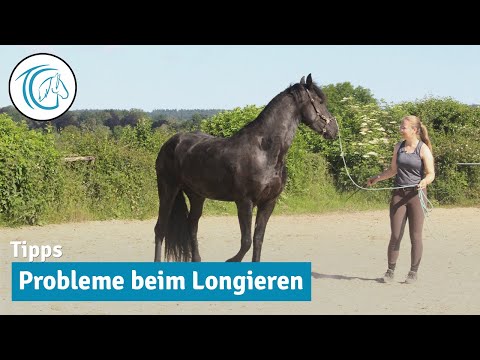 Häufige Fehler beim Longieren | Eindrehen, Reindrängen & nach außen ziehen