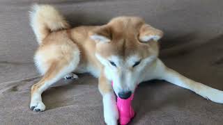 ぴーぴーなみた。#柴犬#犬との暮らし#日常#面白い#かわいい#癒し#shibainu