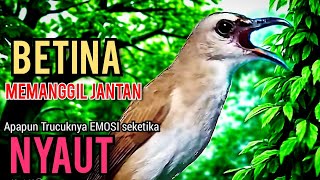 Download lagu TRUCUK BETINA Gacor memanggil JANTAN, TRUCUK macet auto EMOSI NYAUT dibuatnya  mp3