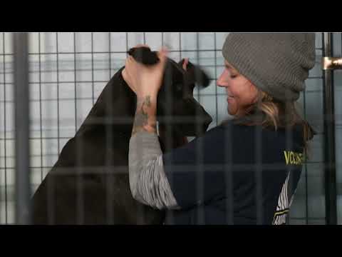 Operation Frozen Sorrows - the rescue of 44 neglected dogs from a KY "rescue."