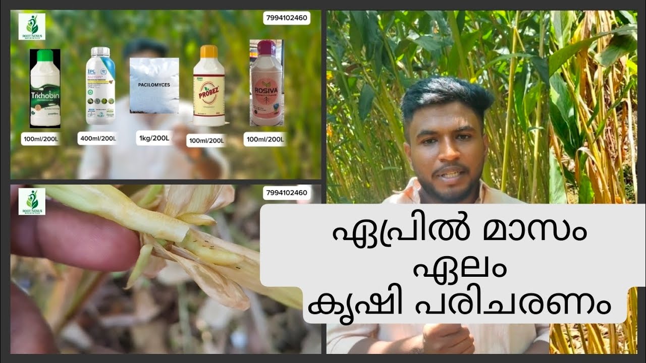 ഏപ്രിൽ മാസം ഏലം കൃഷി പരിചരണം | cardamom price | cardamom buy