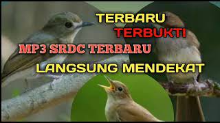 Download lagu SUARA PIKAT SRDC(SIKAT RIMBA DADA COKLAT mp3