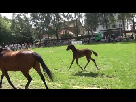 HF von Libertad/ Floriscount/ Angard