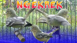 Download lagu NGEKEK PANJANG...‼️ Pancingan Cipoh Paling Dicari mp3