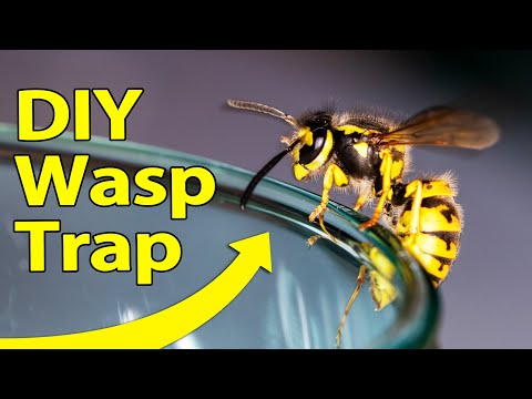 Wasp Trap
