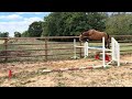Top cheval cce / cso 
