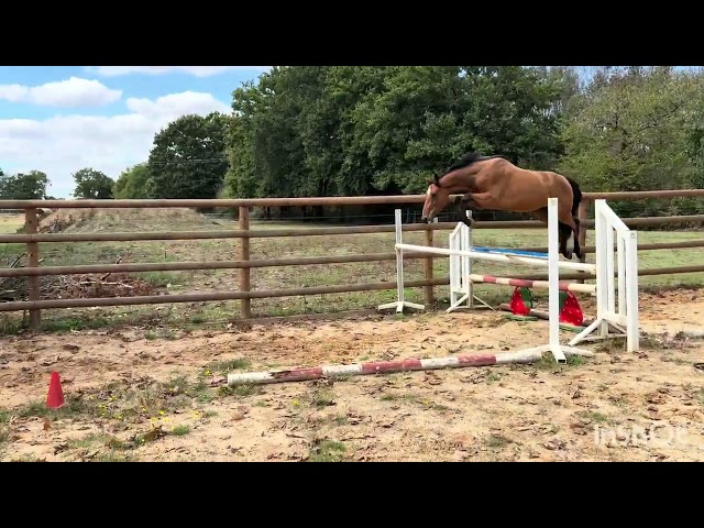 Top cheval cce / cso 