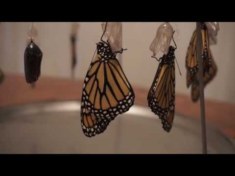 Monarch Butterfly Hatching by Christine