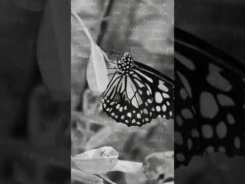 Alex Wall - malditas mariposas (Audio)