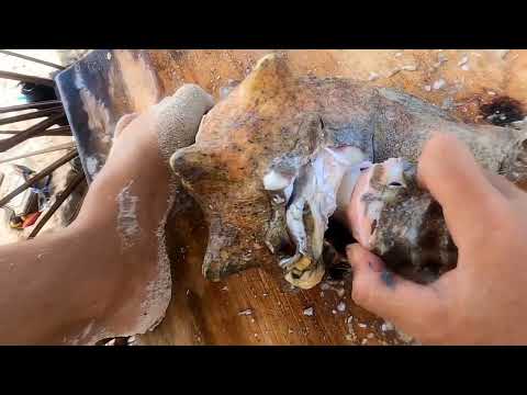 SV Kindred Spirit #3 Making delicious Conch Ceviche on Great Inagua Island