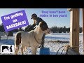Riding Ponies