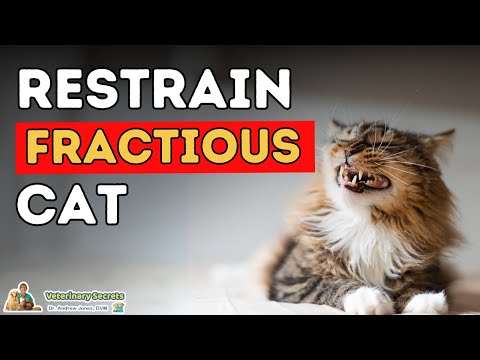 YouTube video about: How to restrain a cat to clip nails?