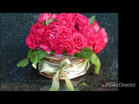 Petar Posavec Prošle su godine ljubavi..(Official Audio)