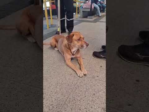 Cachorro abandonado  na rodoviária de Guarujá, São Paulo,necessitando urgentemente de  adoção.