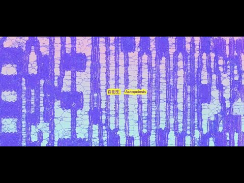 China Institute for Visual Studies: Autopoiesis