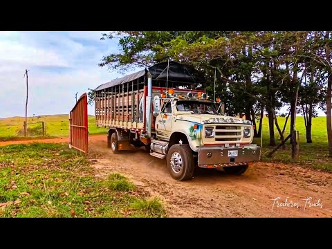 Camiones ganaderos desde Mapiripan Meta 🇨🇴 