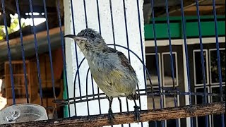Download lagu Suara Kolibri Ninja Betina Ampuh TERAPI Pancing Burung KONIN Jantan Agar Cepat Bunyi Gacor Ngobra mp3