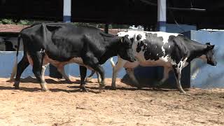 Vídeo 84 - 1ª ETAPA MEGA LIQUIDAÇÃO TOTAL AGROPECUÁRIA MARAJOARA - DIA 4 | GADO GIROLANDO E HOLANDÊS