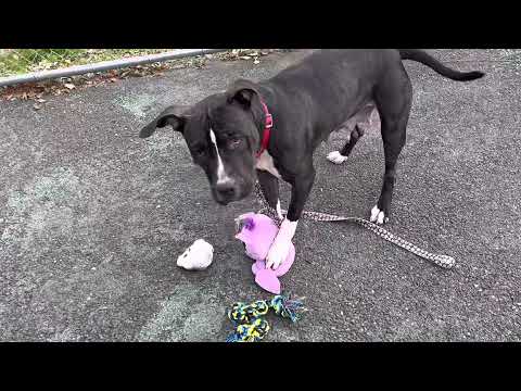 Europa , an adopted Pit Bull Terrier & Great Dane Mix in Jersey City, NJ_image-1