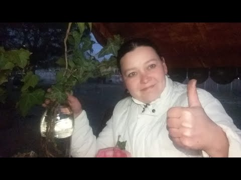 Cum înmulțesc Iedera Hederacea