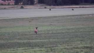 preview picture of video 'Bull wapiti and herd near Desbarats, Ontario'