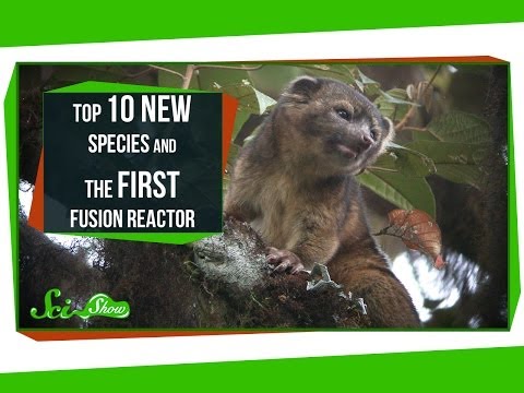 Top 10 New Species and the First Fusion Reactor