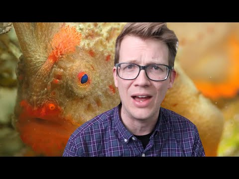 世界一珍しい魚はアングラーフィッシュ！？ (The Rarest Fish in the World is an Anglerfish!)