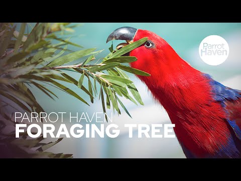 Eclectus Parrots Playing With Homemade Foraging Tree Parrot Toy