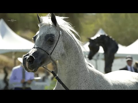 🌹 JUDE ALJASSIMYA 🌹 Class Winner Mares 8+ Years Old, ARABIAN BREEDERS WORLD CUP 2022